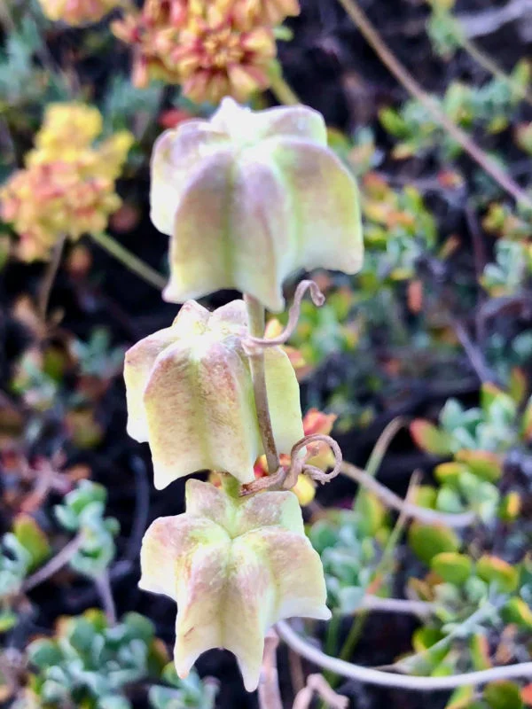 Mount Rose Wildflowers