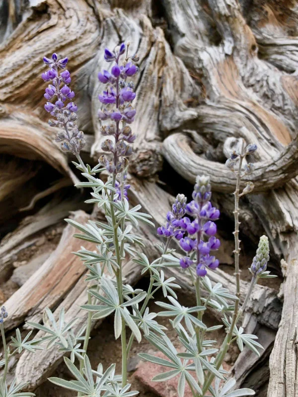 Mount Rose Wildflowers
