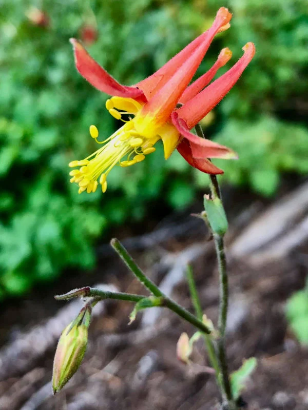 Mount Rose Wildflowers
