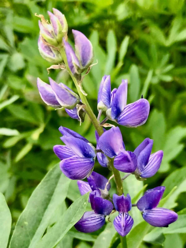 Flowers on Mount Rose