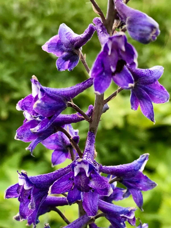 Purple Wildflowers