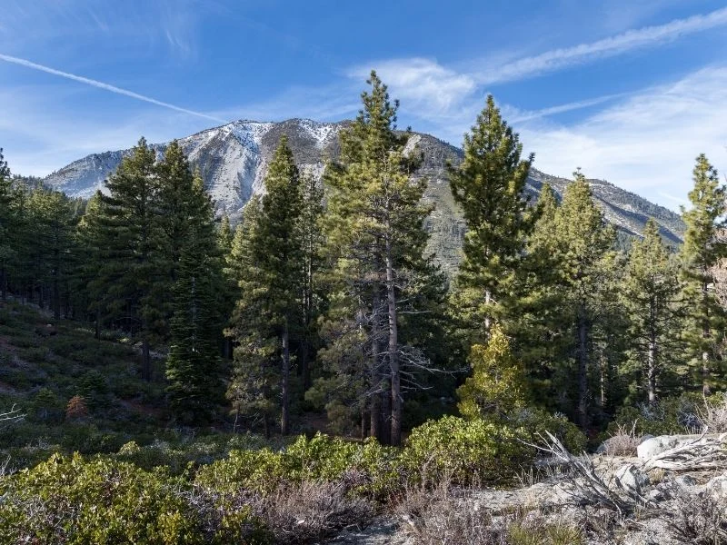 Mount Rose