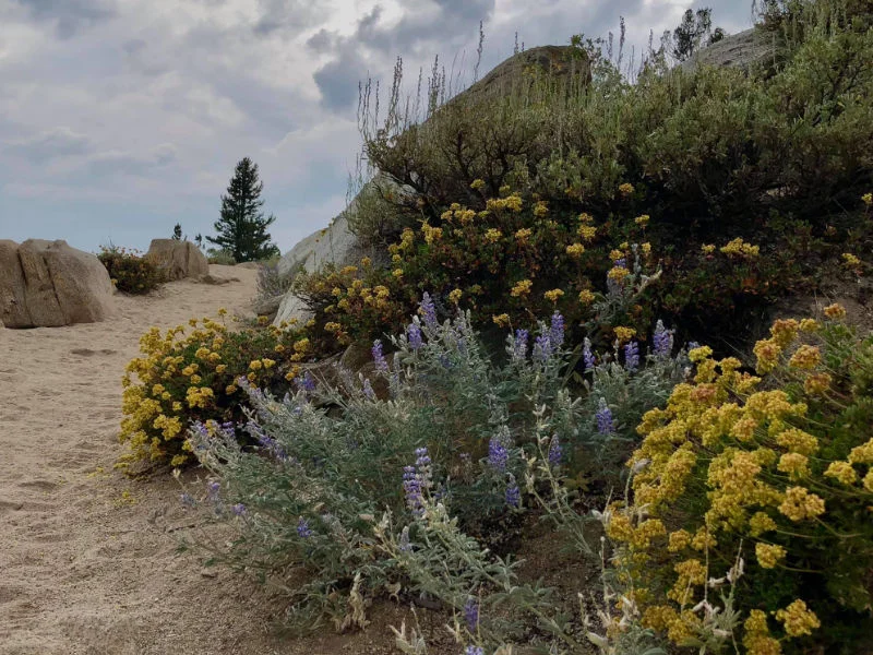 Wildflowers on Mount Rose Summit Trail